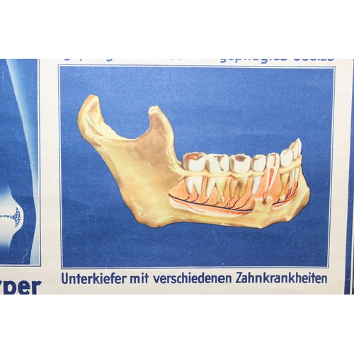 130A - A German Educational Anatomical chart promoting “gesunde zähne - gesunder körper”  (healthy teeth - ... 