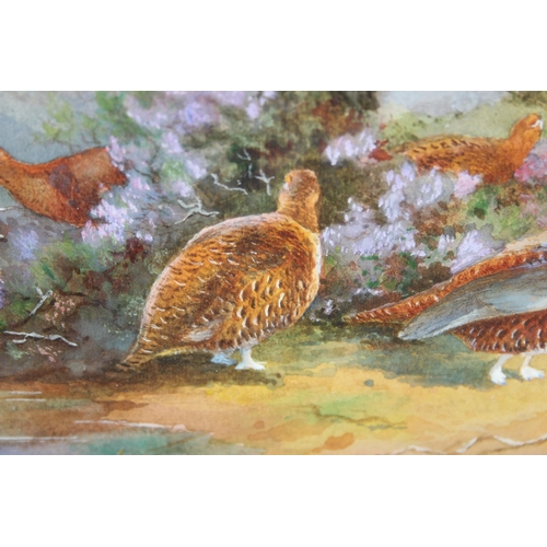 498 - Antique watercolour of grouse amongst heather, indistinctly signed lower left