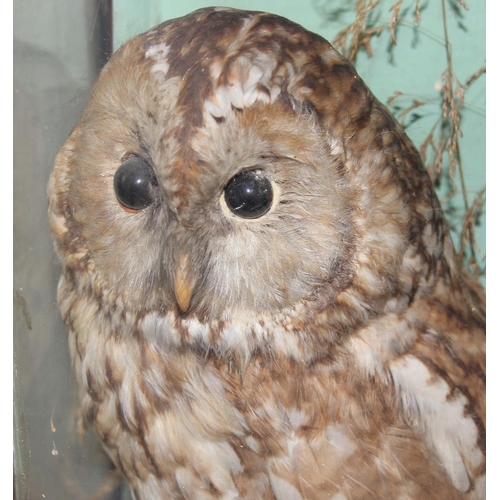 1699E - A Victorian taxidermy display case containing Tawny Owl, Barn Owl, Green Woodpecker, Canary, Red Squ... 