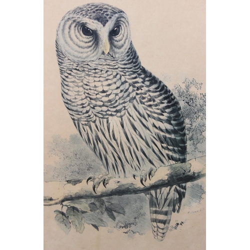 395 - After Edward Lear, framed antique print of a Barn Owl