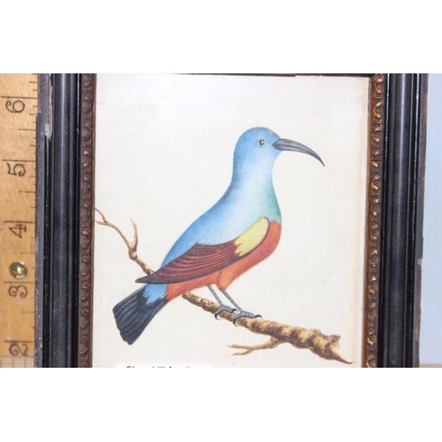 450 - A small antique watercolour of an exotic bird in antique frame, unsigned, approx 19cm x 15cm inc fra... 