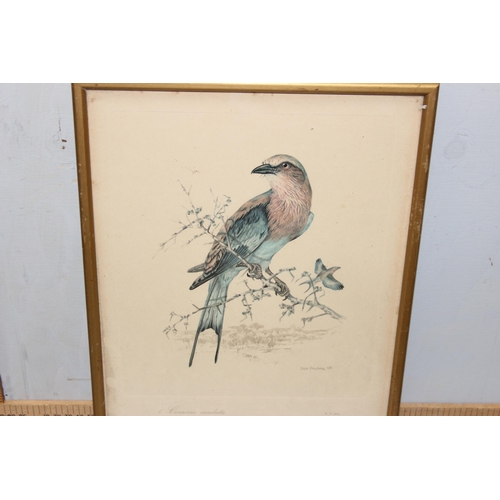 389 - A large qty of assorted antique and later prints, all bird related to inc examples after Dick Findla... 