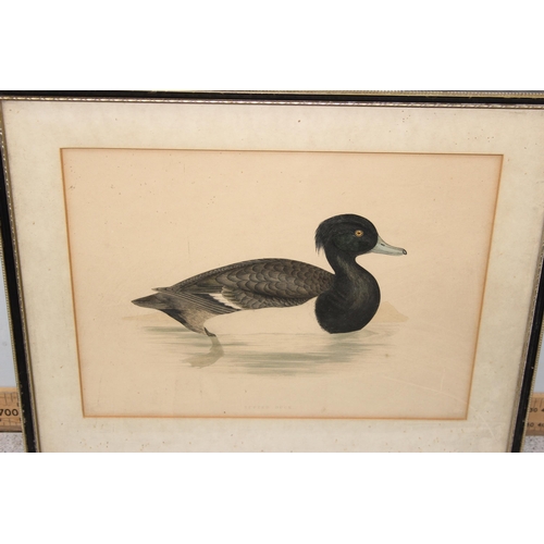 389 - A large qty of assorted antique and later prints, all bird related to inc examples after Dick Findla... 