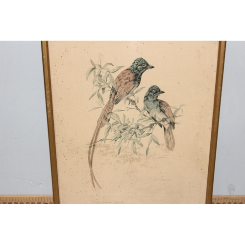 389 - A large qty of assorted antique and later prints, all bird related to inc examples after Dick Findla... 