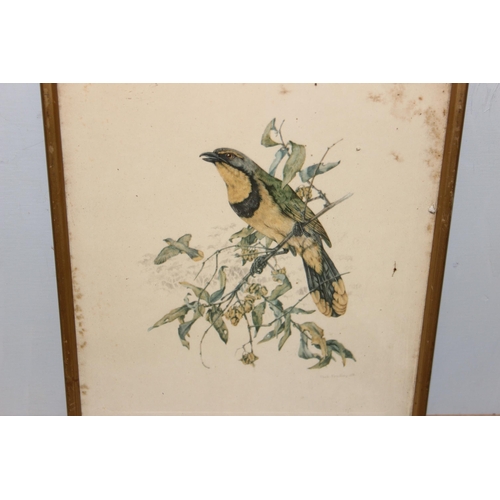 389 - A large qty of assorted antique and later prints, all bird related to inc examples after Dick Findla... 