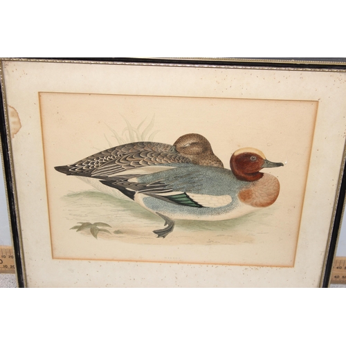 389 - A large qty of assorted antique and later prints, all bird related to inc examples after Dick Findla... 