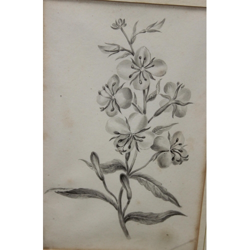 381 - A pair of antique pencil sketches of botanical specimens, dedicated verso, in modern gilt frames, ap... 