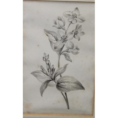 381 - A pair of antique pencil sketches of botanical specimens, dedicated verso, in modern gilt frames, ap... 