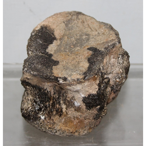 1611 - fossilised Plesiosaur vertebrae