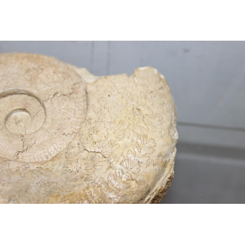 1612 - Large fossilised ammonite