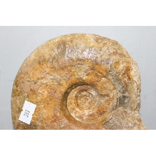 1613 - Large Brasilia ammonite from Beamister Dorset