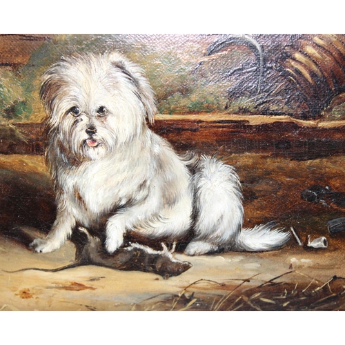 537 - C.M Webber, a 19th century small oil on canvas painting of a white haired terrier dog with rat, unsi... 