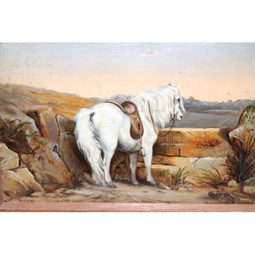 538 - C.M Webber, a 19th century small oil on canvas painting of a white horse with saddle unsigned but an... 