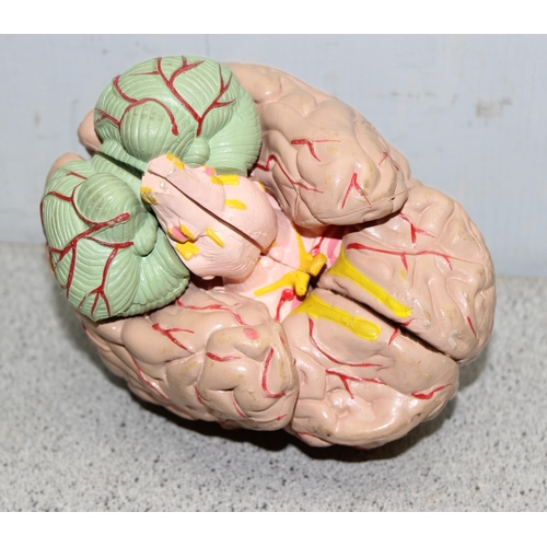 721 - An interesting anatomical educational model of a brain