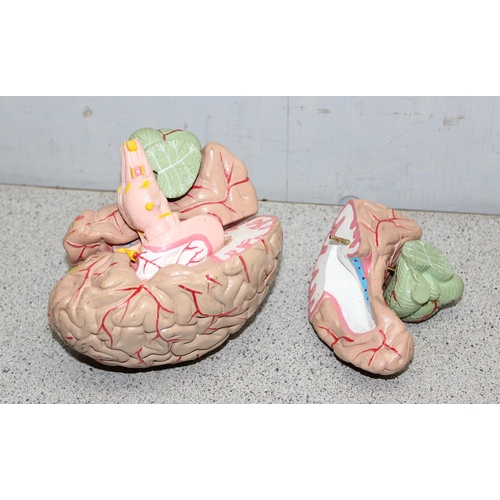 721 - An interesting anatomical educational model of a brain