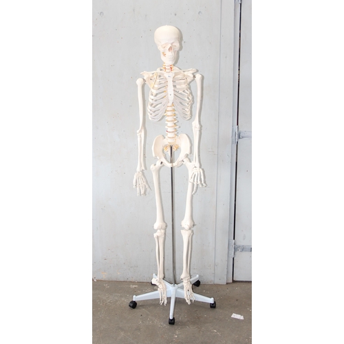 710 - A life size medical skeleton on stand