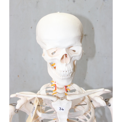 710 - A life size medical skeleton on stand