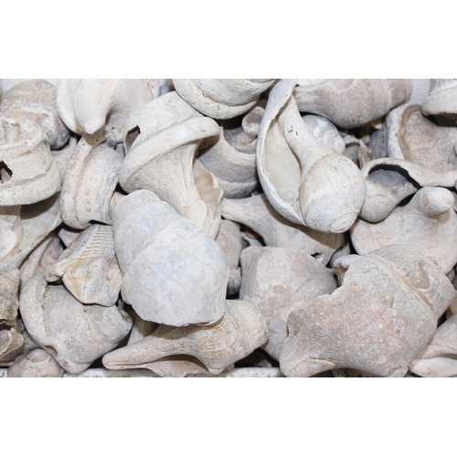 1760 - Large qty of fossilised shells, mainly Whelk shells