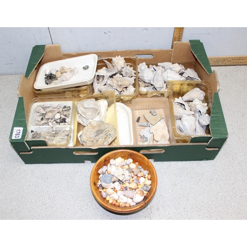 1763 - Qty of sea shells, some fossilised to incl Oysters