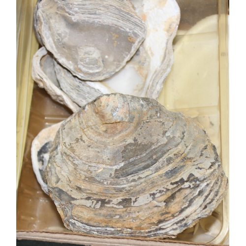 1763 - Qty of sea shells, some fossilised to incl Oysters