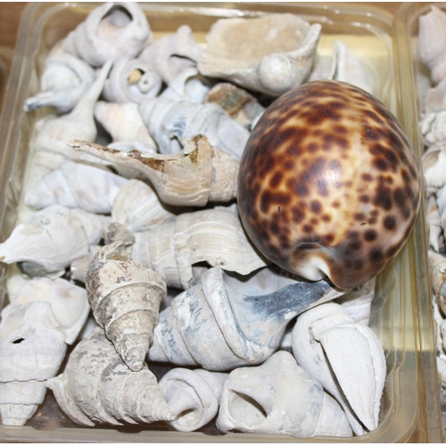 1765 - Large qty of sea shells, mostly fossilised to incl a Cypraea tigris (Tiger cowrie)