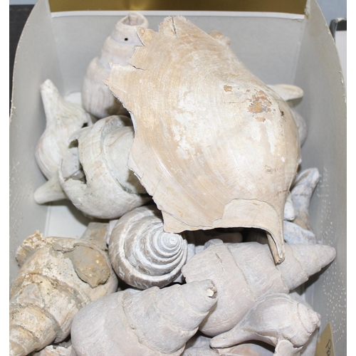 1766 - Large qty fossilised sea shells, mainly Whelk