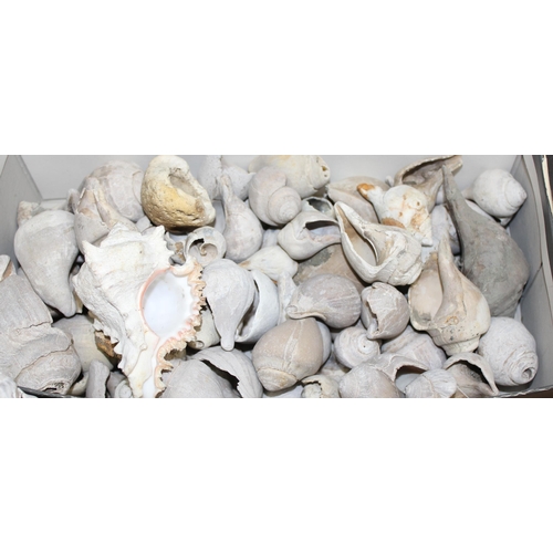 1766 - Large qty fossilised sea shells, mainly Whelk