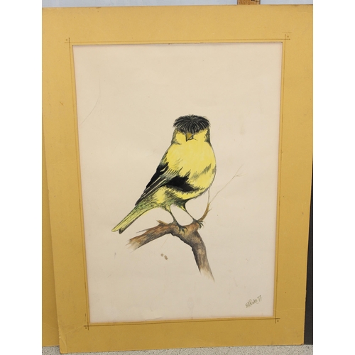 413 - Eric H Peake, 3 ornithological watercolour studies of birds, unframed, each approx 55cm x 40cm inc m... 