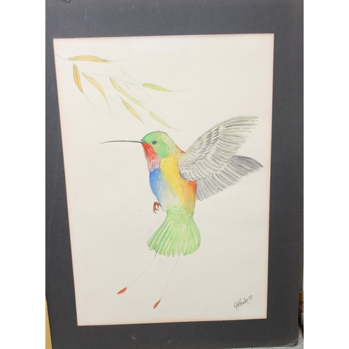 413 - Eric H Peake, 3 ornithological watercolour studies of birds, unframed, each approx 55cm x 40cm inc m... 