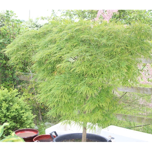 316 - Large Acer shrub in tub, approx 154cm tall