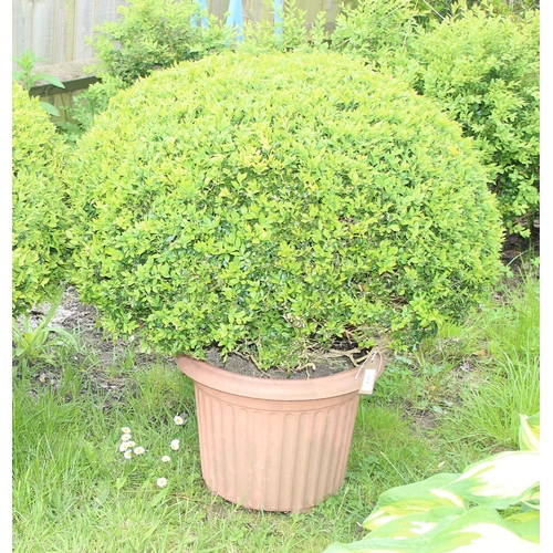 317 - 2 shaped Buxus/box plants in pots, each approx 80cm tall