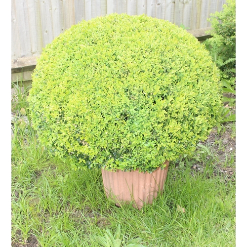 317 - 2 shaped Buxus/box plants in pots, each approx 80cm tall