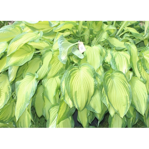 328 - Large Hosta plant in pot, approx 80cm tall