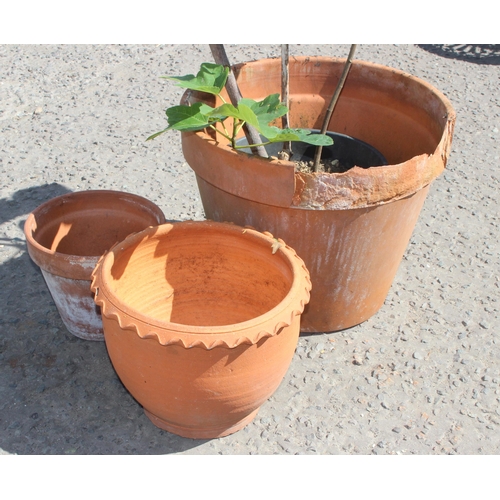 336 - 3 terracotta garden pots, one planted with a fig tree, approx 100cm tall