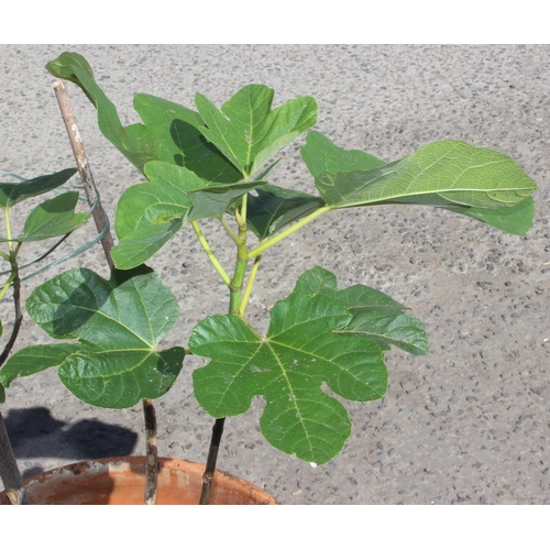 336 - 3 terracotta garden pots, one planted with a fig tree, approx 100cm tall