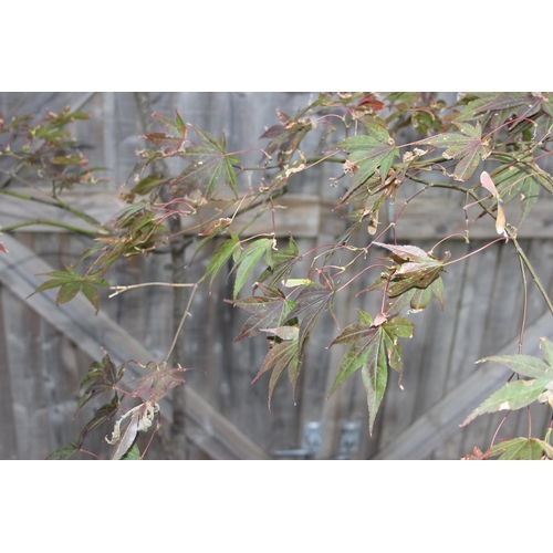 340 - A large ornamental Acer tree in pot, approx 2.5m tall