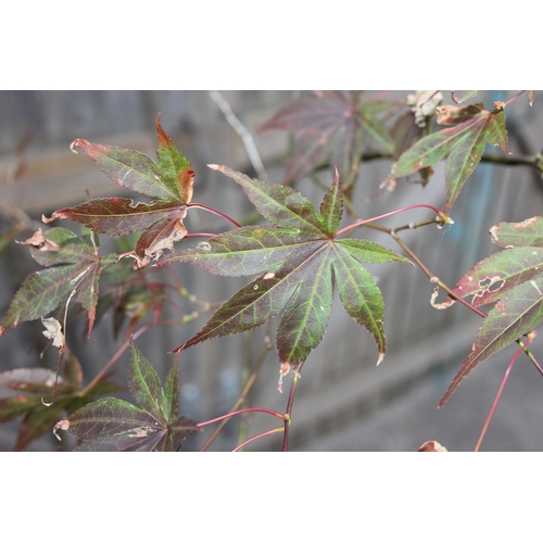 340 - A large ornamental Acer tree in pot, approx 2.5m tall