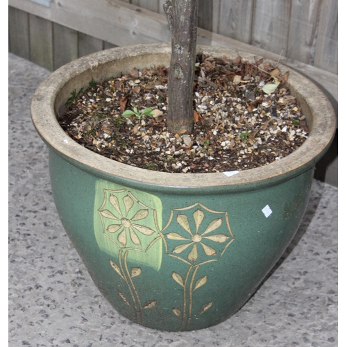 340 - A large ornamental Acer tree in pot, approx 2.5m tall