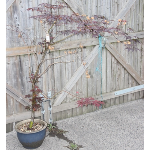 341 - An ornamental Acer tree in pot, approx 1.7m tall