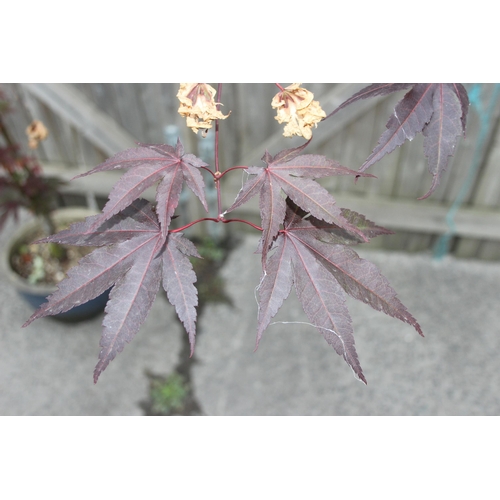 341 - An ornamental Acer tree in pot, approx 1.7m tall