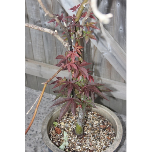 341 - An ornamental Acer tree in pot, approx 1.7m tall