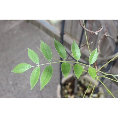 342 - A climbing plant with obelisk in pot, approx 1.7m tall