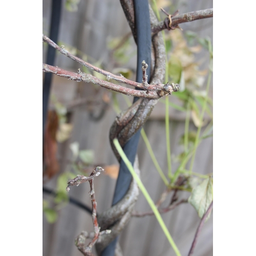 342 - A climbing plant with obelisk in pot, approx 1.7m tall