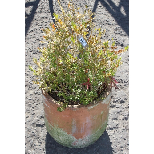 314 - Hebe shrub in weathered terracotta pot, approx 73cm tall inc plant