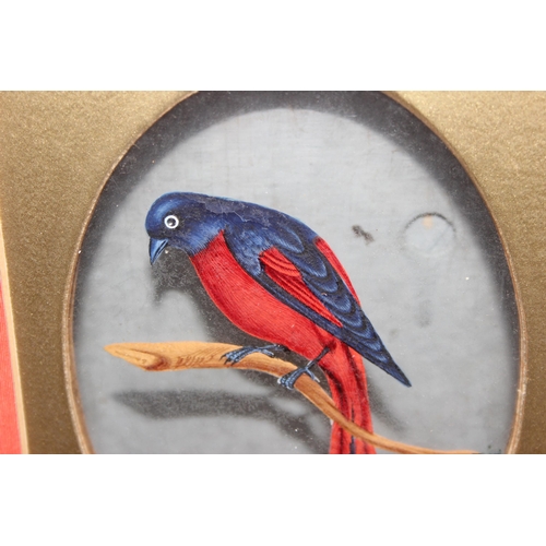 401 - An unusual reverse painted glass or acetate painting of an exotic bird, in gilt frame, approx 31cm x... 