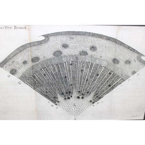 477 - 2 antique style prints of tree cross sections, Pine & Common Wormwood, each approx 84cm x 56cm inc f... 