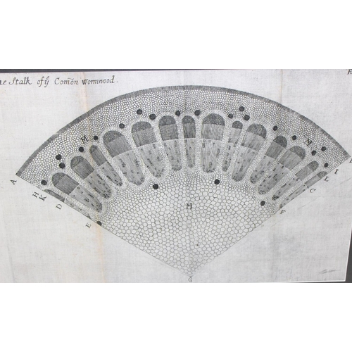 477 - 2 antique style prints of tree cross sections, Pine & Common Wormwood, each approx 84cm x 56cm inc f... 