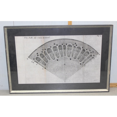 477 - 2 antique style prints of tree cross sections, Pine & Common Wormwood, each approx 84cm x 56cm inc f... 