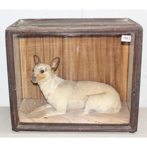 1663 - A 19th century taxidermy study of a dog, possibly a Chinese Muff Dog or similar short haired dog, se... 