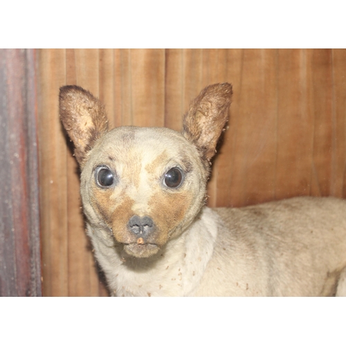 1663 - A 19th century taxidermy study of a dog, possibly a Chinese Muff Dog or similar short haired dog, se... 